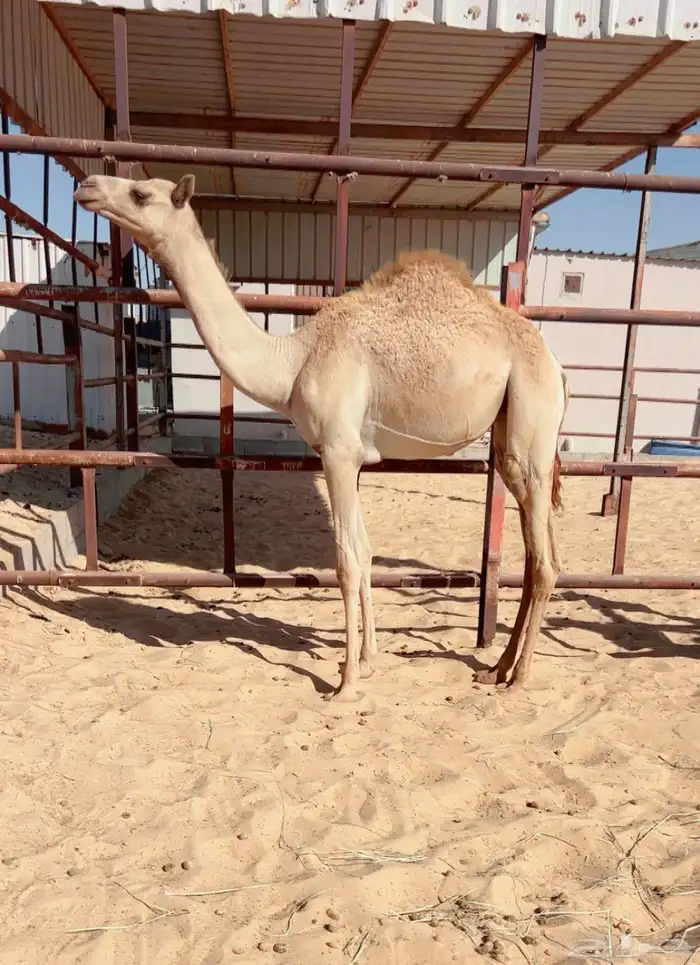 عشرا بكر تحتها بكره ثنيه شكل وسلاله 1