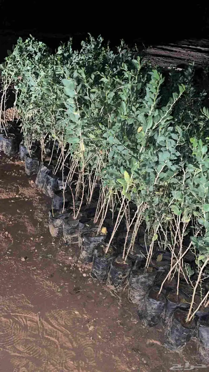 شتلات سدر بلدي كميات 1