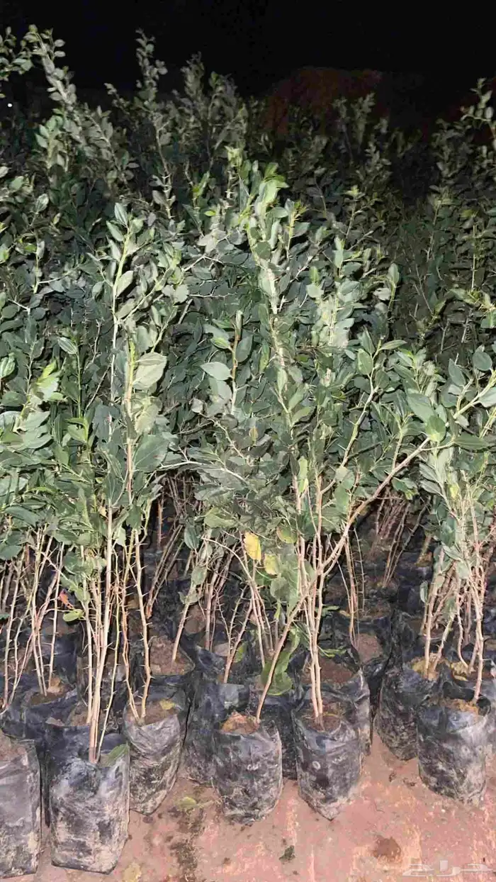 شتلات سدر بلدي كميات 0