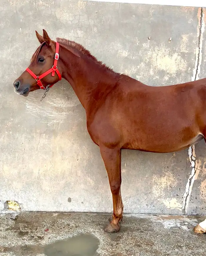 فرس واهو لقاح 8 شهور 1