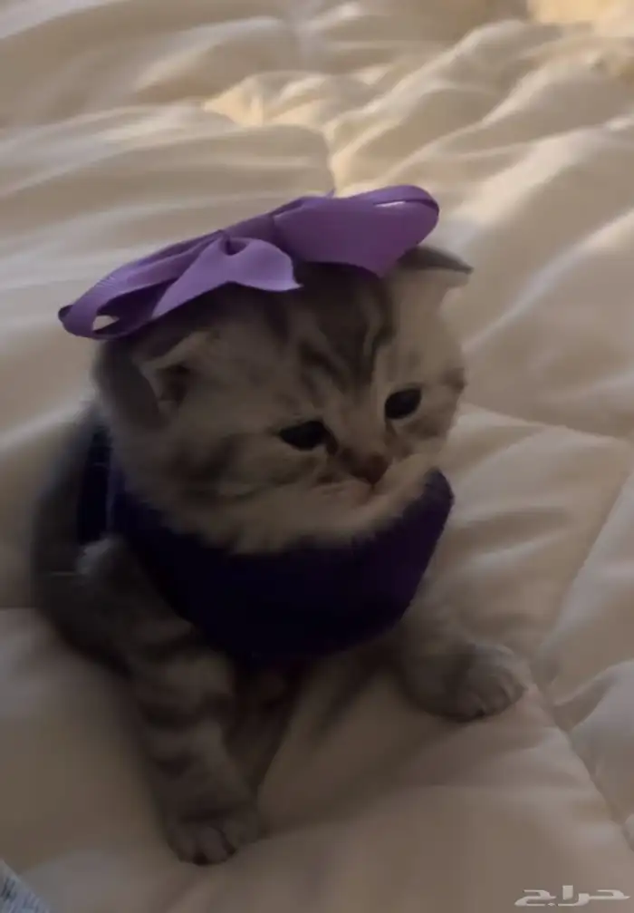 ابغى قطه صغيره تبني سكوتش 0