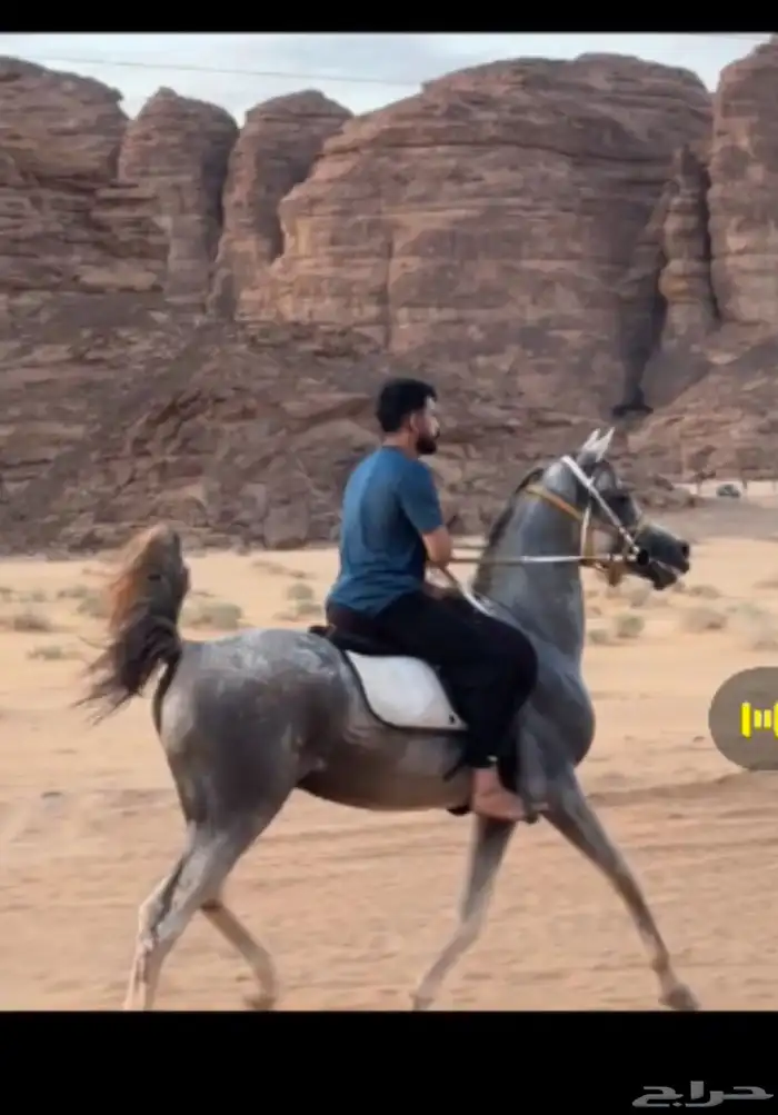 حصان واهو جمال السوم 6 والحد قريب بالحيل 0