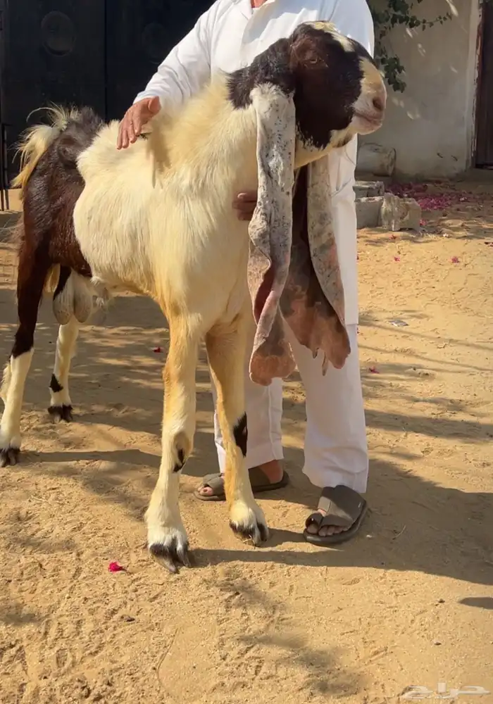 تيس فحل حجازي كفو 2