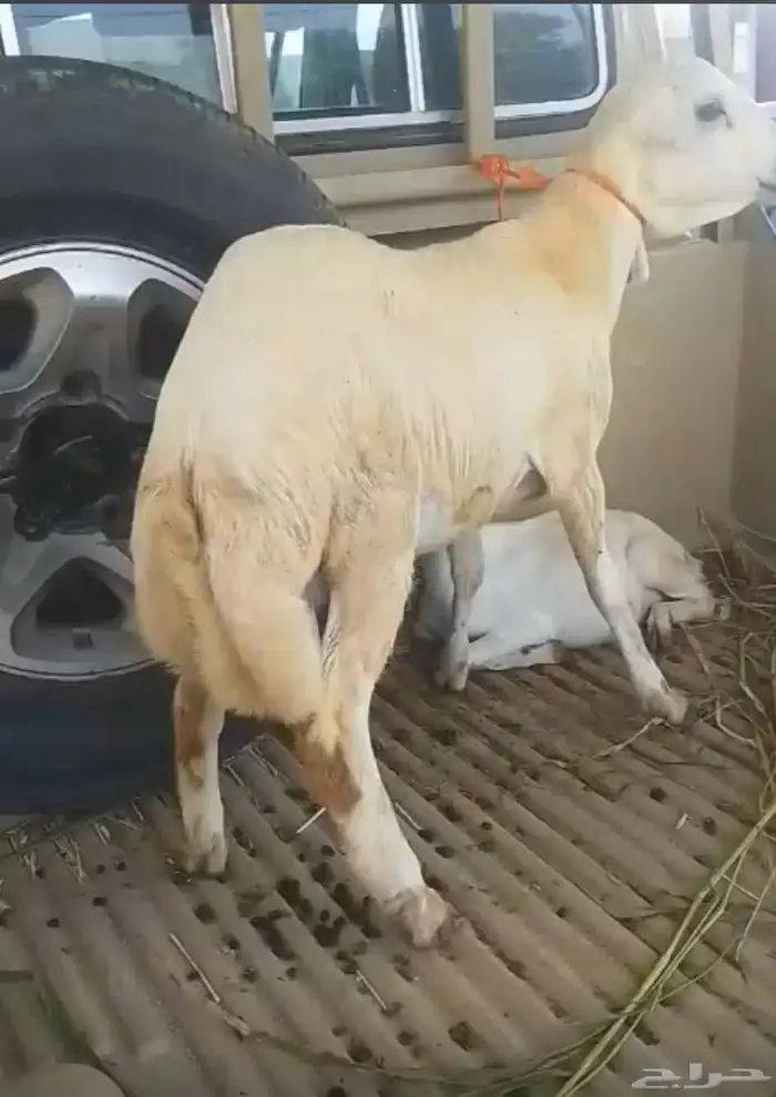 كبش للبيع العمر 6 اشهر 1