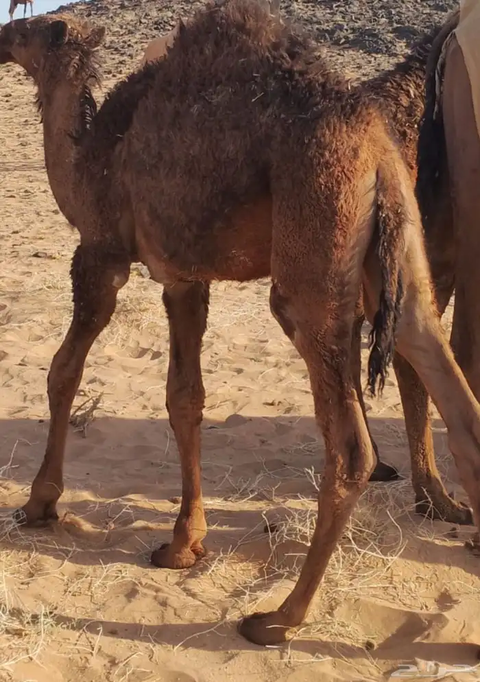 حاشي لباني بري 0