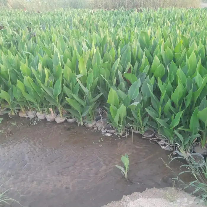 أشجار متنوعة بسعر الجملة 13