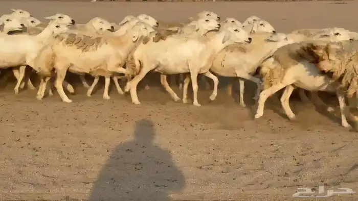 غنم حريات صنف 2