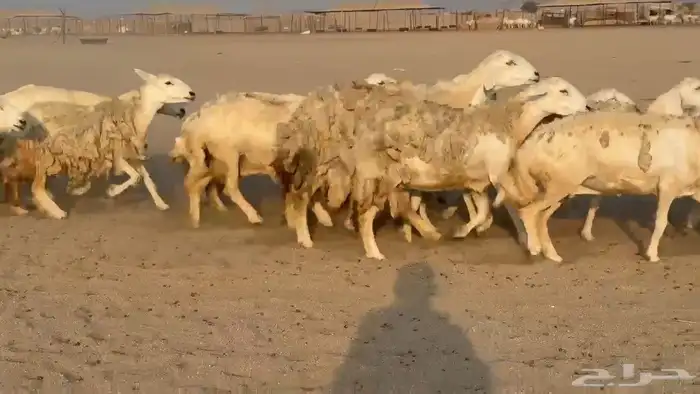 غنم حريات صنف 3