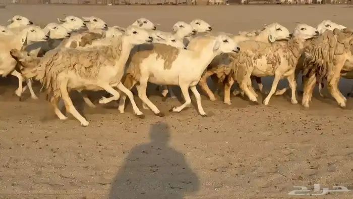 غنم حريات صنف 4