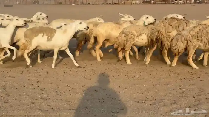 غنم حريات صنف 5