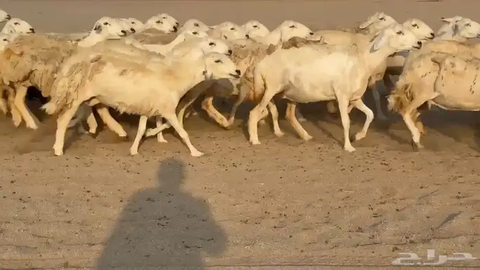 غنم حريات صنف 1