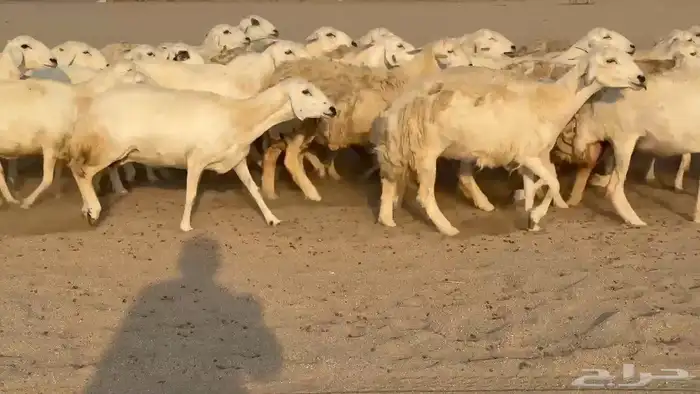 غنم حريات صنف 0