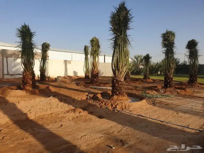 يوجد لادينا نخل عربي جميع انواع 4