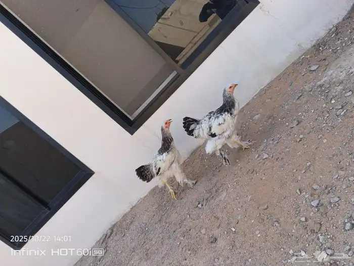 دجاج براهما للبيع 0