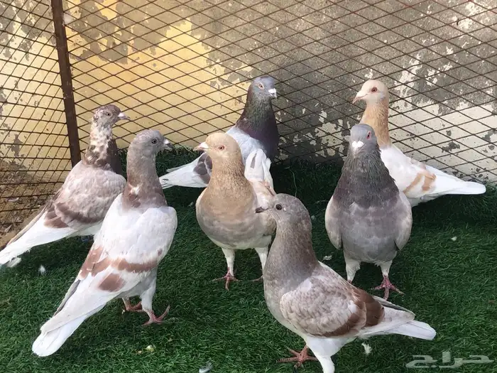 حمام سلفر للبيع 0