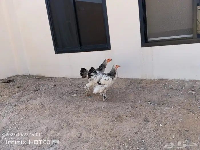 دجاج براهما للبيع 1