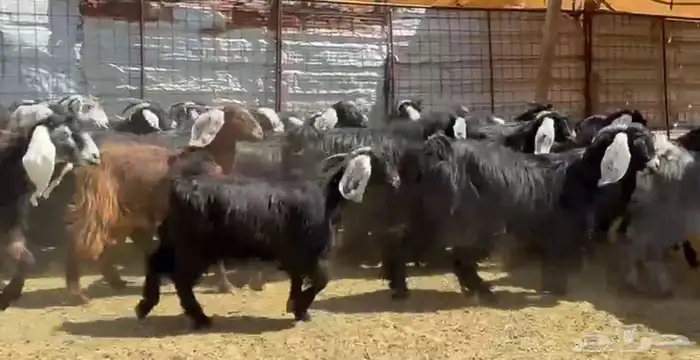 جفار مراح ومشروطه 4