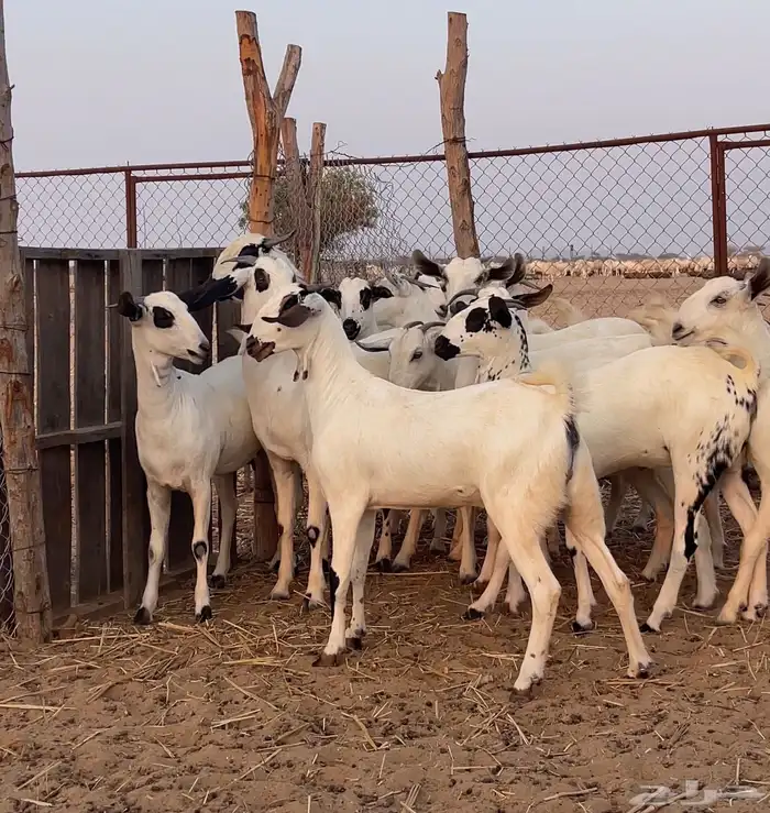 جفار بيشيات صنف 3