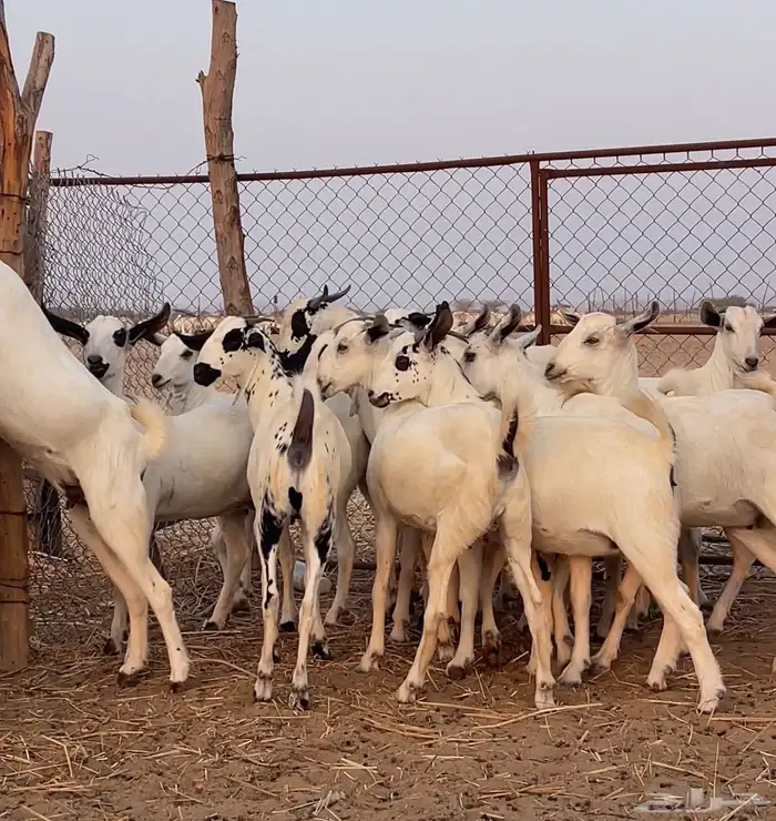 جفار بيشيات صنف 5
