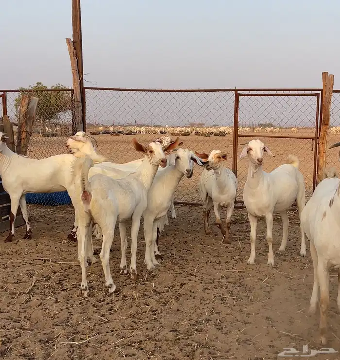 جفار بيشيات برص صنف 6