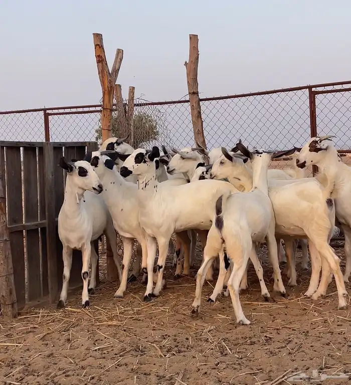 جفار بيشيات صنف 4