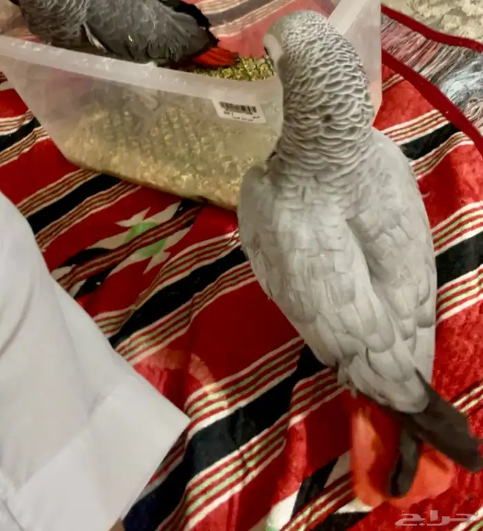 كاسكو ثلجي هدد 1