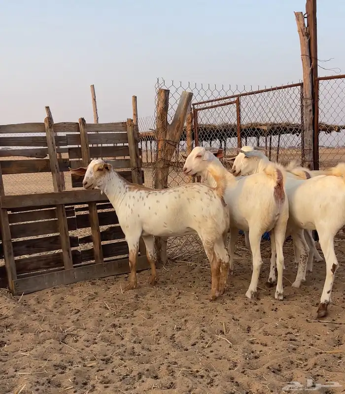 جفار بيشيات برص صنف 5