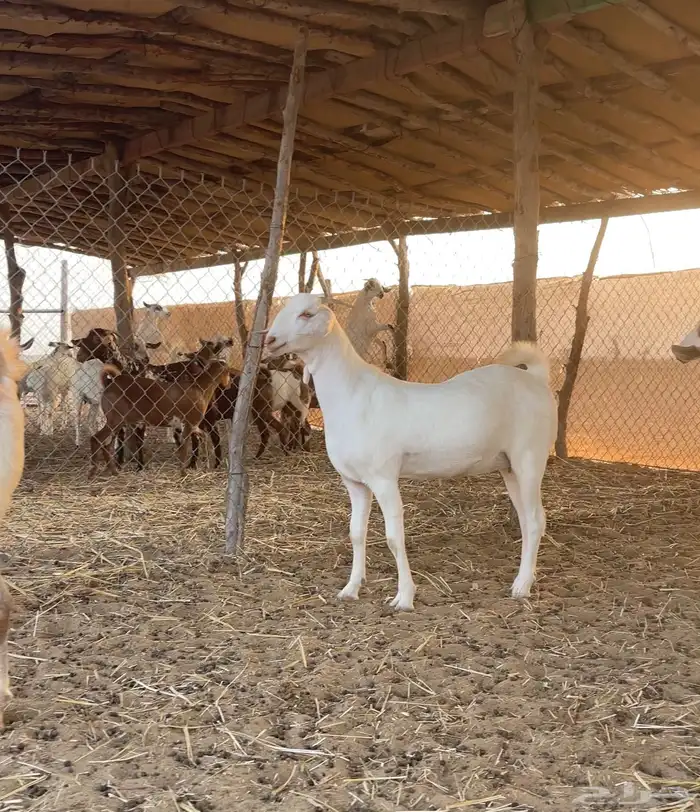 جفار بيشيات برص صنف 0