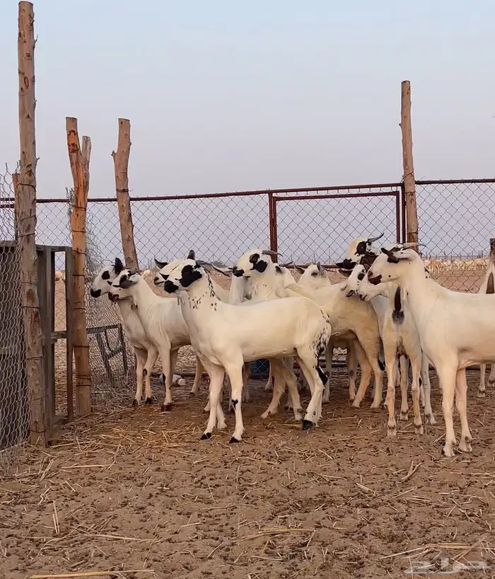 جفار بيشيات صنف 1