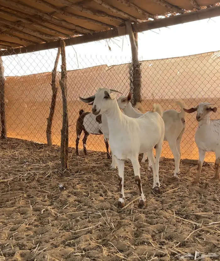 جفار بيشيات برص صنف 4