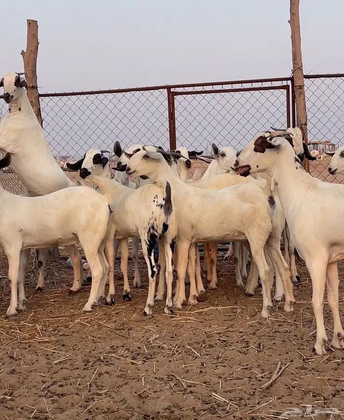 جفار بيشيات صنف 0