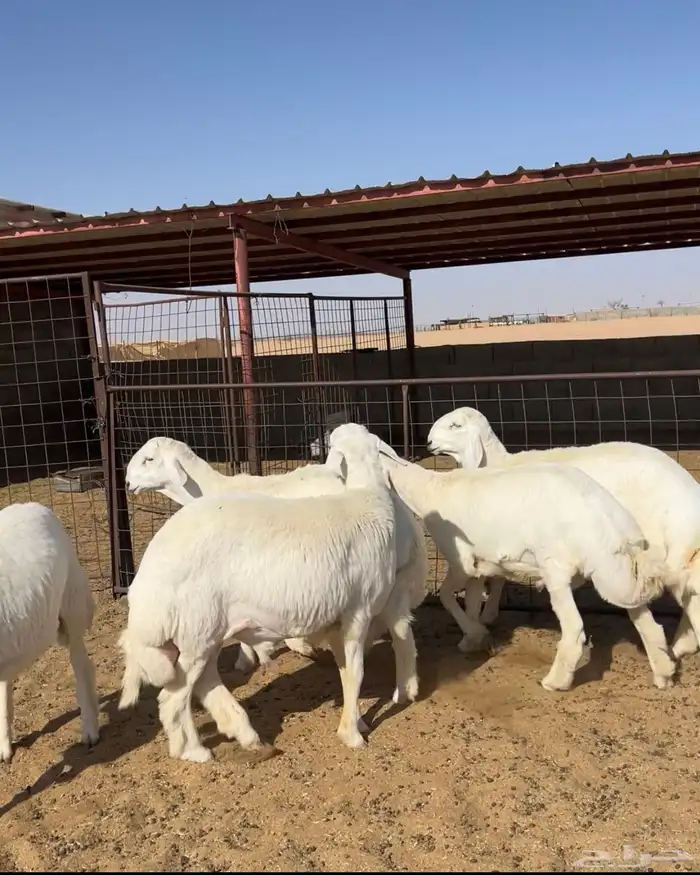 مشاريع فحول حري صنف عدد 5 2