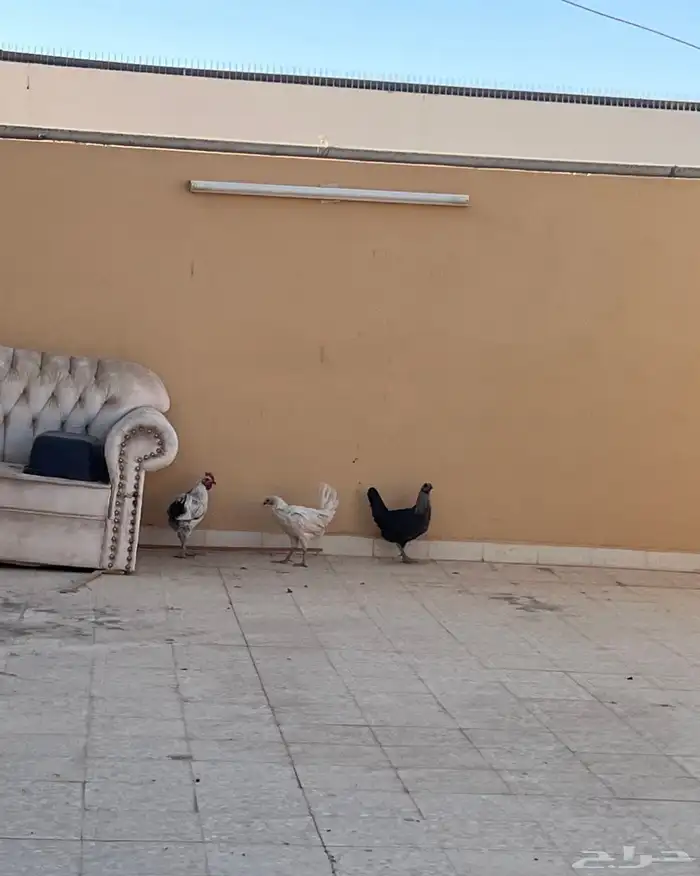 دجاتين وديك 0