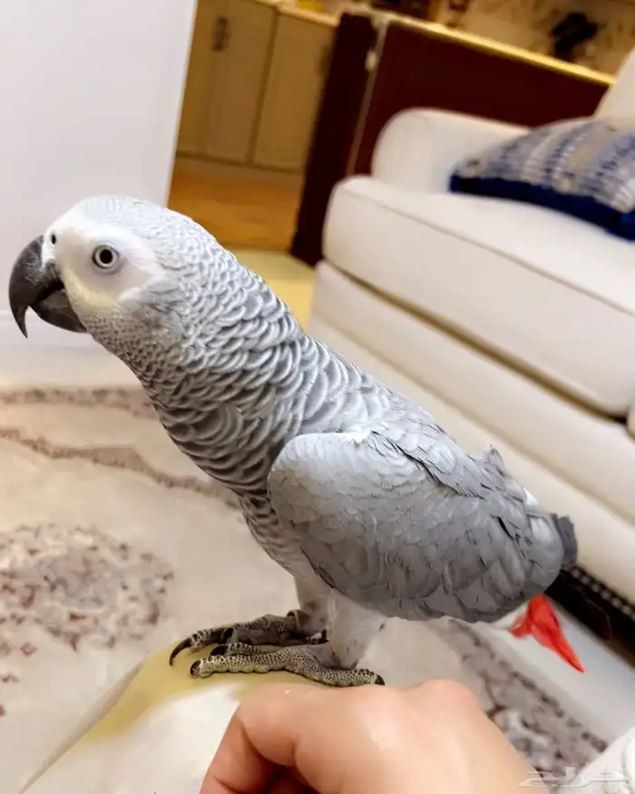 ببغاء كاسكو أليف وعنده كلمات كثيرة 0