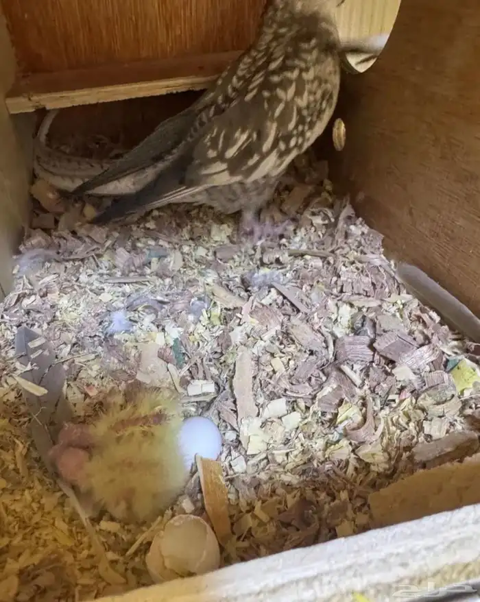 زوجين كروان مكينه انتاج 1