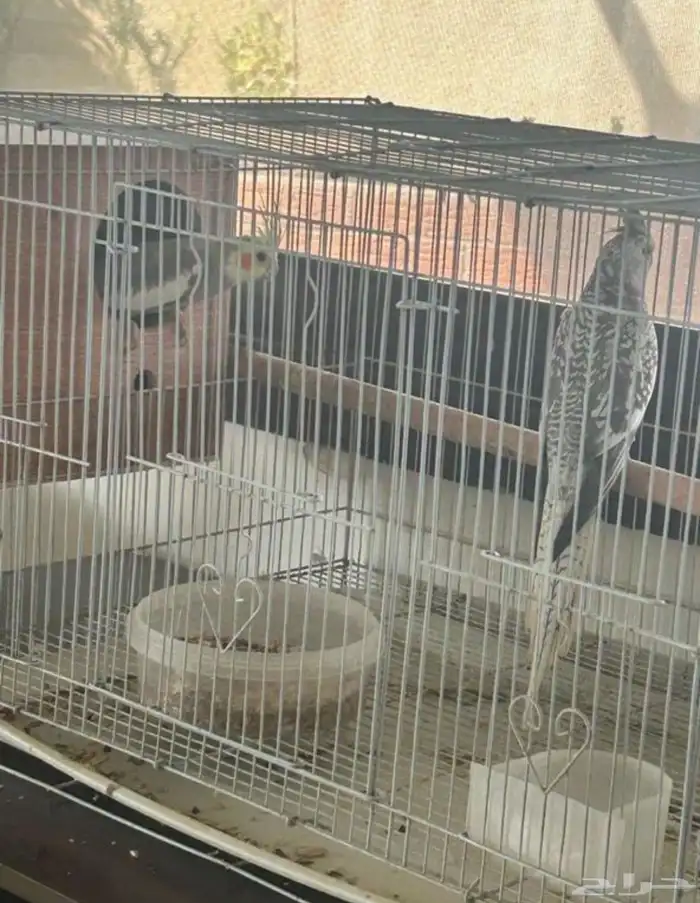 زوجين كروان مكينه انتاج 4