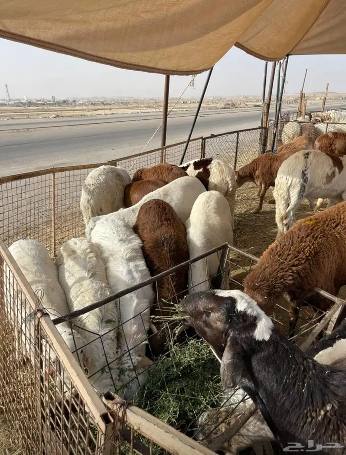 نعيمي وحري طازج وبلدي 2