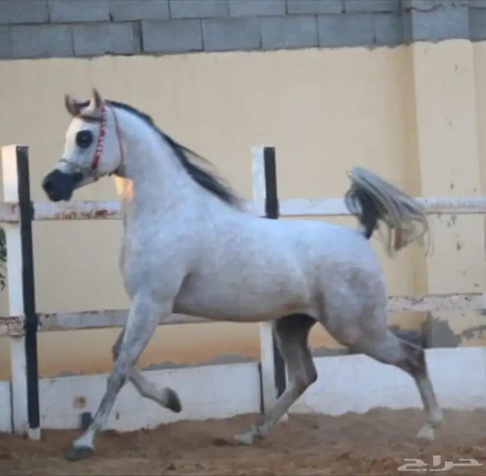 فرس واهو لقاح 8 شهور 6