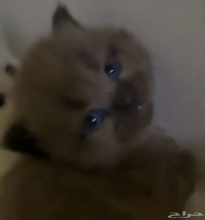 قط للبيع 1
