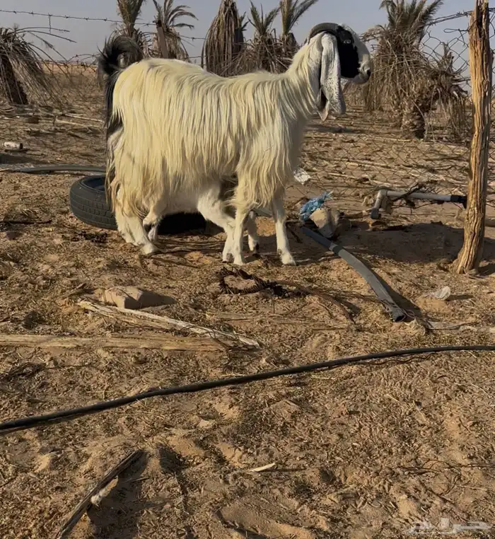 عنز مشروكه 1
