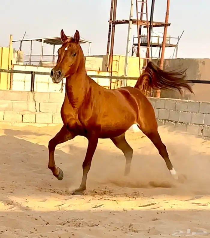 فرس واهو لقاح 8 شهور 3