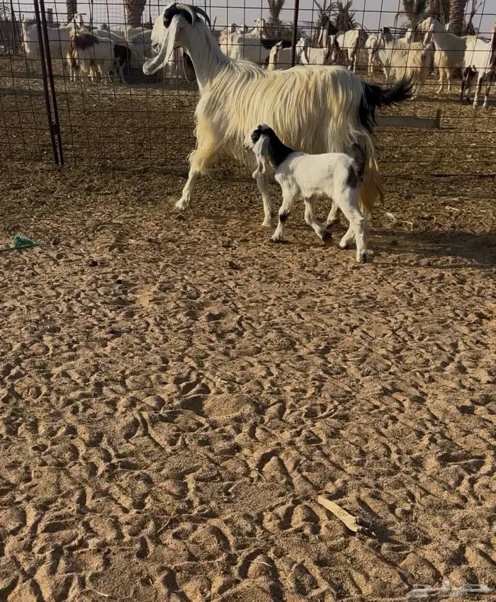 عنز مشروكه 2