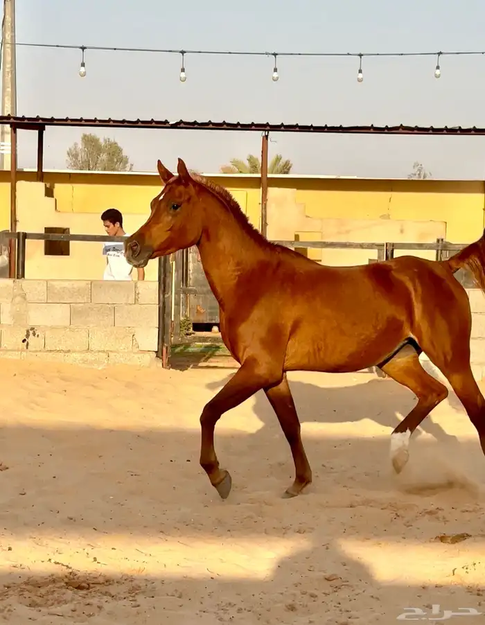 فرس واهو لقاح 8 شهور 2