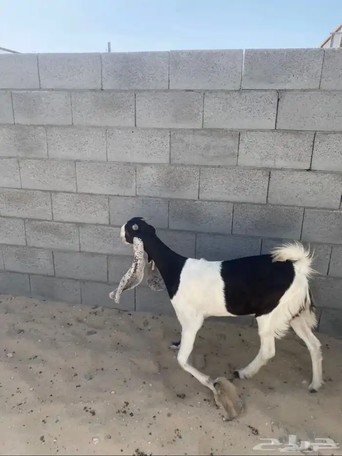 عنز للبيع 1