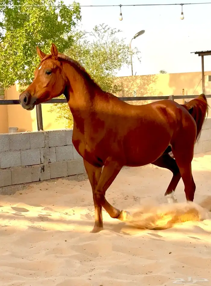 فرس واهو لقاح 8 شهور 4