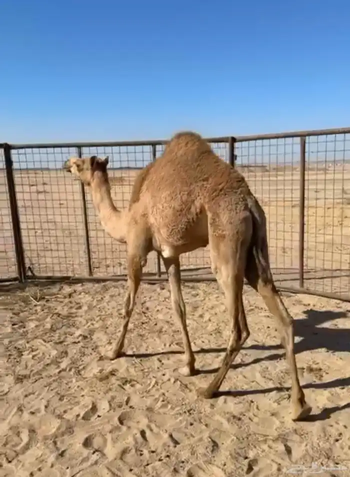 بكره للبيع 1