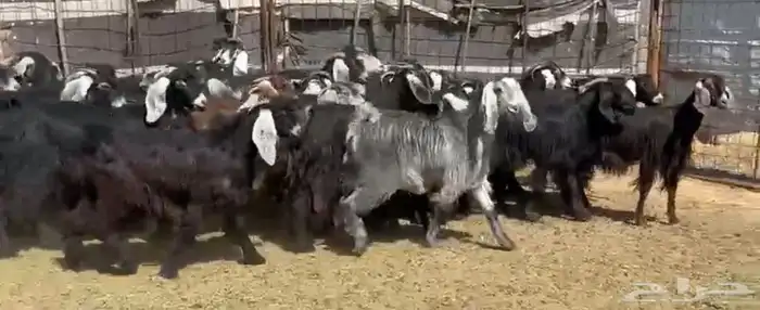 جفار مراح ومشروطه 1