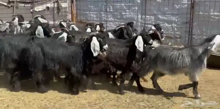 جفار مراح ومشروطه 0