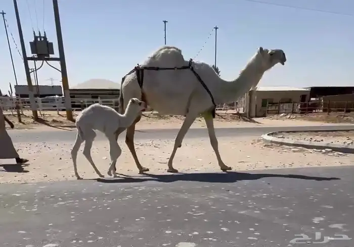 لبيع خلفه منيح رقم واحد شروط من كل شي. 1