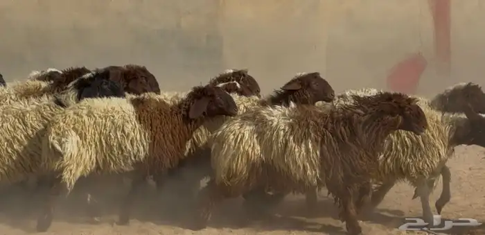 جذعات نعيم دبس طيبه العدد 19 البيع 1350 0